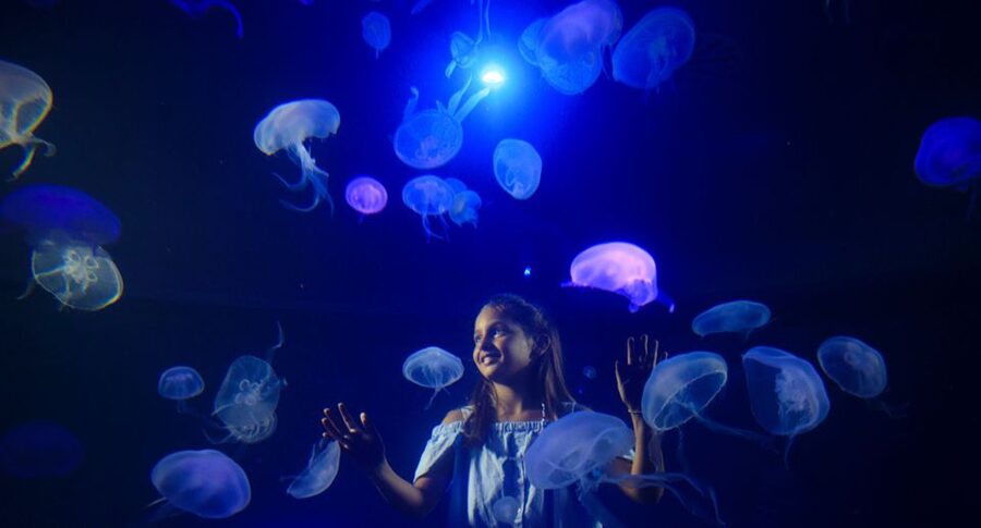 Palma: Palma Aquarium Ticket with Transfer Service - Should you book this Palma Aquarium ticket with transfer?