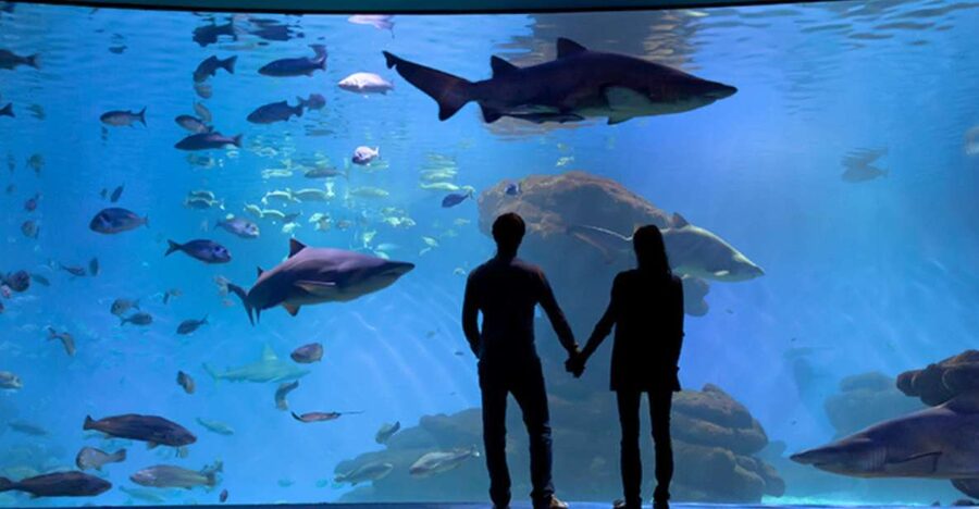 Palma: Palma Aquarium Ticket with Transfer Service - Why Palma Aquarium Big Blue is the headline