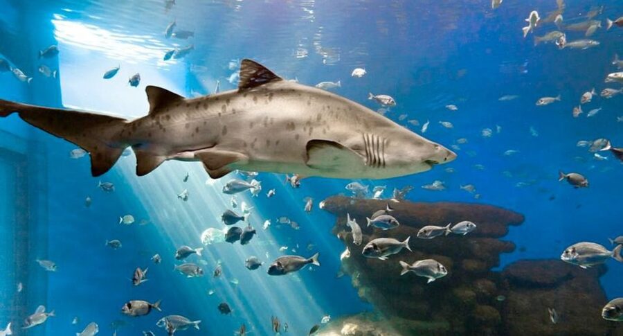 Palma: Palma Aquarium Ticket with Transfer Service - The 1-kilometer route through 8 thematic areas