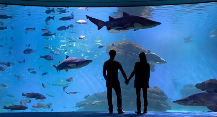 Palma: Palma Aquarium Ticket with Transfer Service - Jellyfish, coral, and the zones you’ll remember