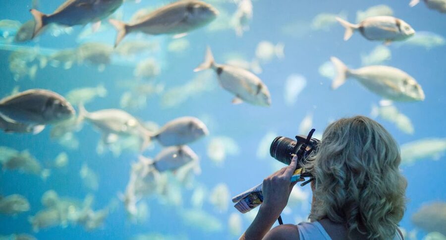 Palma: Palma Aquarium Ticket with Transfer Service - Price and transfer value: what about $39 buys you
