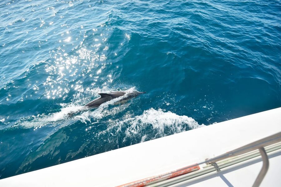 Pollença: Dolphin Watching Boat Excursion - Key things to know before you go