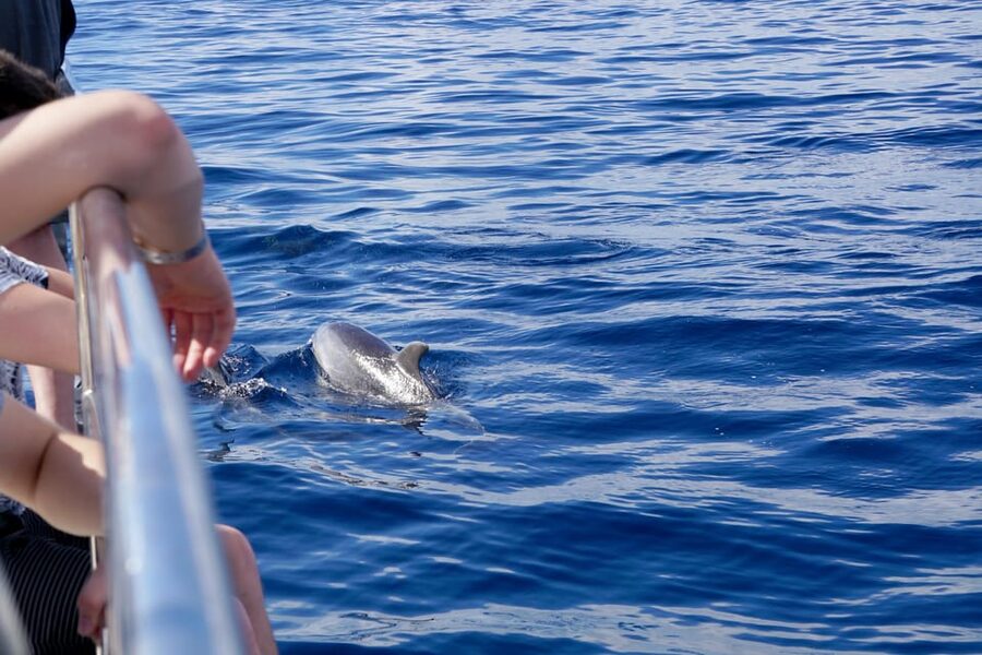 Pollença: Dolphin Watching Boat Excursion - Why a sunrise dolphin boat from Port de Pollença feels different