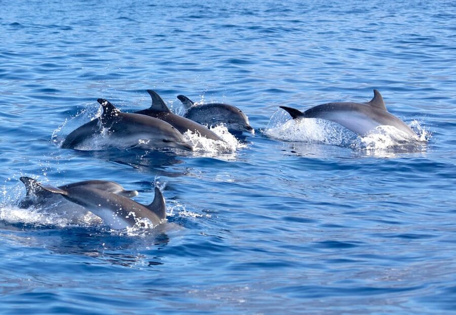 Pollença: Dolphin Watching Boat Excursion - Price and value: what $63 includes, and what to budget for