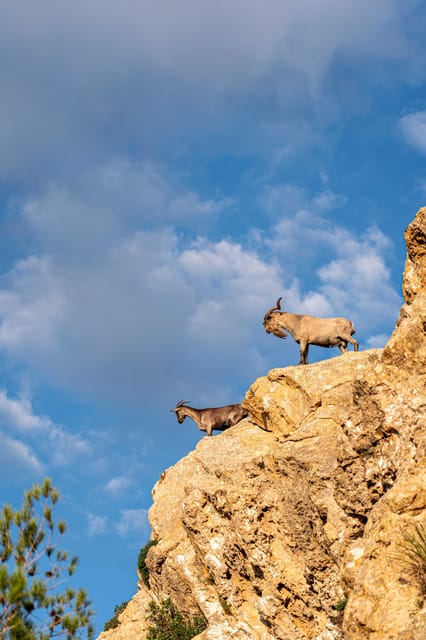 Port Andratx: Guided hiking tour into the sunset to Sant Elm - Picnic and food: Majorcan tapas is the payoff, not an afterthought