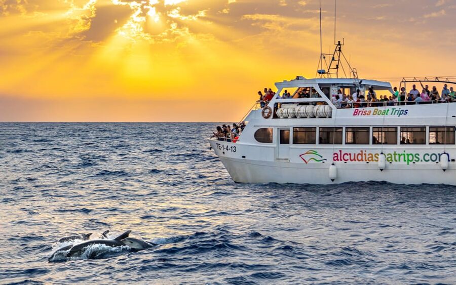 Port d'Alcudia: Sunrise at Sea & Dolphin Watching Boat Tour - What This Alcúdia Sunrise and Dolphin Boat Trip Really Gives You