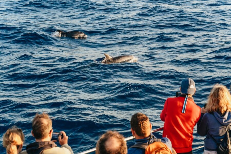 Port d'Alcudia: Sunrise at Sea & Dolphin Watching Boat Tour - Sunrise on the Water: The Part You Want to Photograph