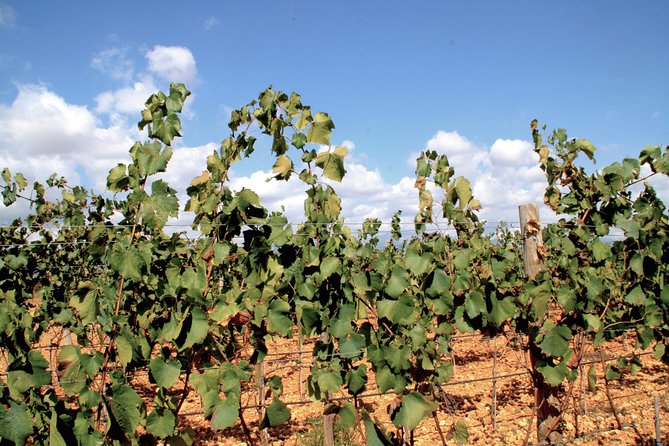Sa Clasta Mallorca Wine Tours - Pa amb oli lunch and snack pacing