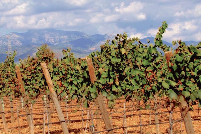 Sa Clasta Wine Tours, Mallorca - Lunch that fits the day, and why it matters