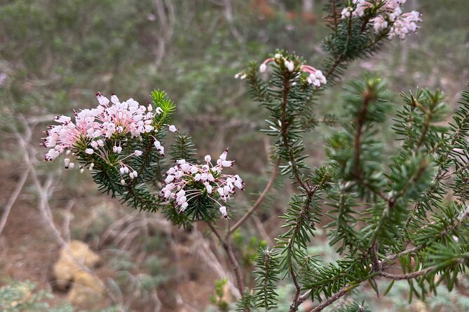 Sierra de Tramuntana hike with small picnic - The small picnic break that makes the hike feel like a day out