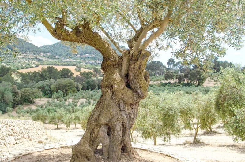 Small group- Exclusive Olive Oil & Wine Tour Mallorca - Key Highlights Worth Packing Your Day Around