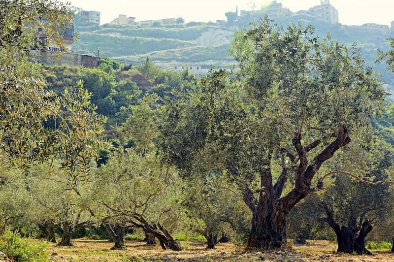 Small group- Exclusive Olive Oil & Wine Tour Mallorca - Leaving the Crowds Behind, Starting With a Smooth Pick-Up
