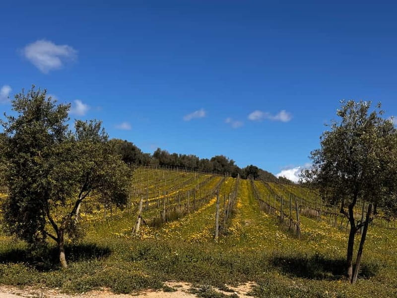 Small group- Exclusive Olive Oil & Wine Tour Mallorca - Tips to Make the Day Easier, Smarter, and More Delicious