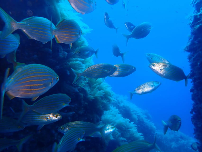 Snorkeling guided tours for tha all family! - Equipment, wetsuits, and why the fit matters for kids