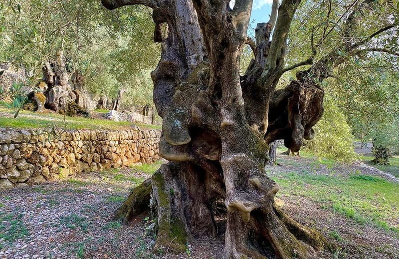Sóller: Olive Oil Guided Tour and Tasting at Can Det Estate - Brunch and tasting: what you eat, what to pay attention to