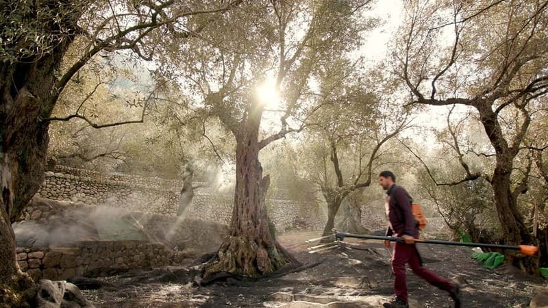 Sóller: Olive Oil Guided Tour and Tasting at Can Det Estate - Who this tour suits best, and who should think twice