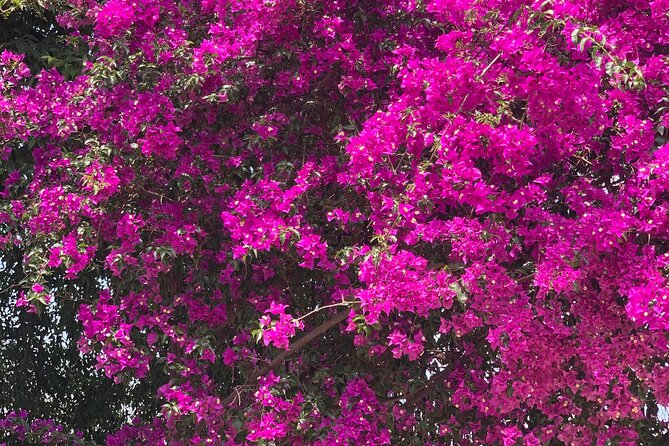 Soller Valley Private Tour and Walking in Orange Paradise - Key Highlights You Should Know