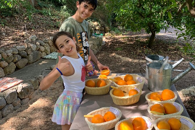 Soller Valley Private Tour and Walking in Orange Paradise - Why Sóller Valley Feels Different From the Rest of Mallorca