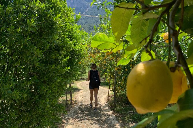 Soller Valley Private Tour and Walking in Orange Paradise - Ecovinyassa Orange Farm: Citrus Farming, Tastings, and a Real Picnic
