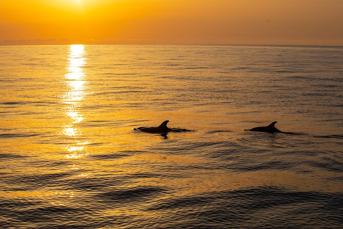 Sunrise Boat Trip in Mallorca with Dolphin-Watching - Price and Value: Is $74.49 a Good Deal for Sunrise Dolphins?
