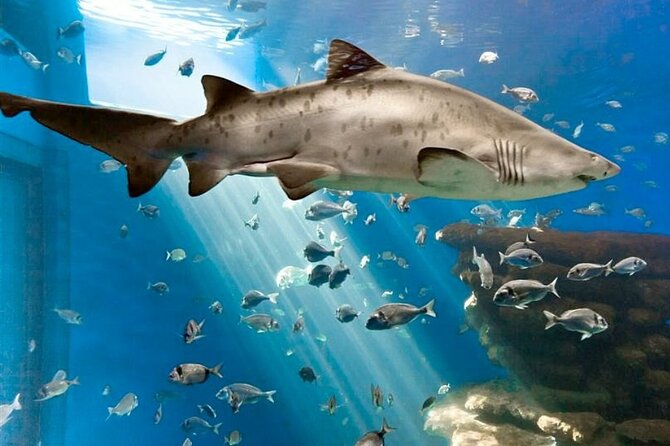 Ticket Palma Aquarium - Palma Aquarium in real life: what the ticket experience feels like