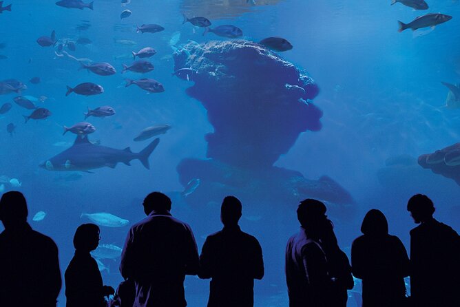 Ticket Palma Aquarium - Crowds, noise, and end-of-visit pacing: the tradeoffs