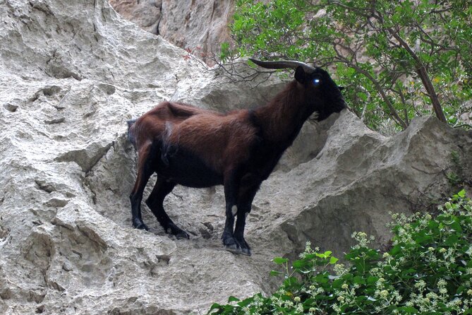 Torrent de Pareis - Learn Geology and Flora While You Walk, Not After