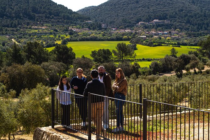 Tour to olive grove and olive mill, oil tasting and snack - The olive grove walk, where you start understanding EVOO