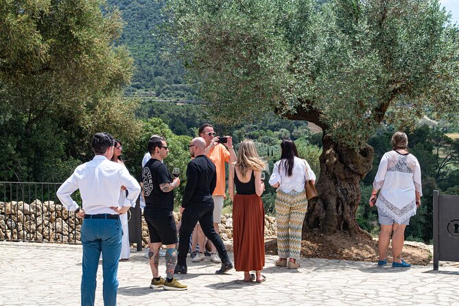 Tour to olive grove and olive mill, oil tasting and snack - The Majorcan snack and lunch that turns it into a meal