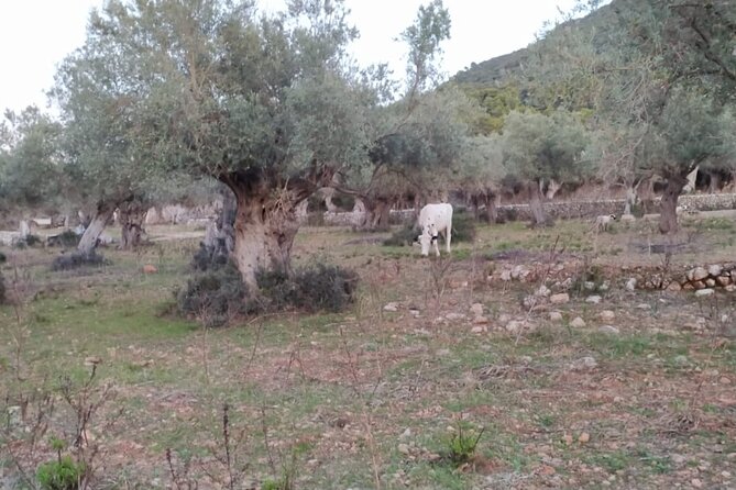 Valldemossa lookouts and S'Estaca - Ramón Llull’s cave: the thoughtful detour on a sea-walk day