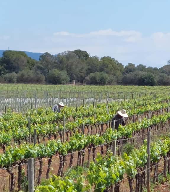 VISIT BODEGAS BORDOY ,DEGUSTACION 5 WINES, FINGER FOOD - Picking the right start time in Mallorca (10am, 11am, 12 noon)