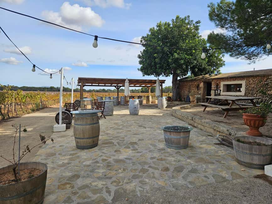 VISIT BODEGAS BORDOY ,DEGUSTACION 5 WINES, FINGER FOOD - The bodega tour walk: vines, then into the Sala de Elaboracion